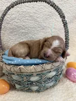 Peeps, a female Miniature Goldendoodle for sale in Taylorsville, NC – Photo 1 of 4