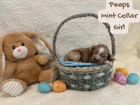 Peeps, a female Miniature Goldendoodle for sale in Taylorsville, NC – Photo 4 of 4