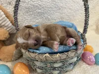 Peeps, a female Miniature Goldendoodle for sale in Taylorsville, NC – Photo 2 of 4