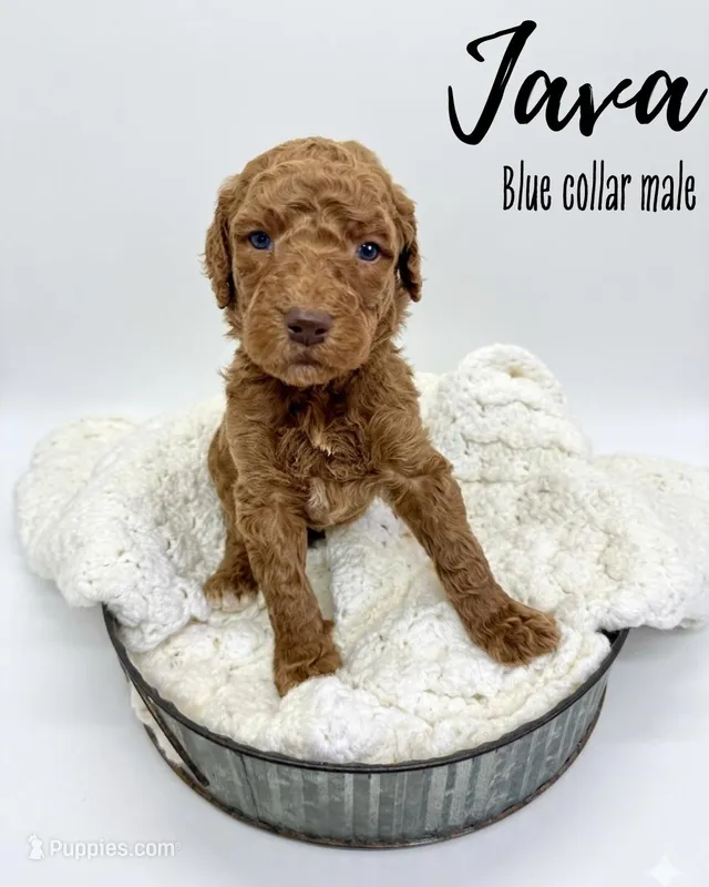 Java – Goldendoodle puppy for sale in Taylorsville, NC