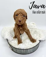 Java, a male Goldendoodle for sale in Taylorsville, NC – Photo 1 of 5