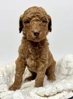 Java, a male Goldendoodle for sale in Taylorsville, NC – Photo 4 of 5