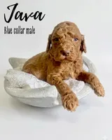 Java, a male Goldendoodle for sale in Taylorsville, NC – Photo 3 of 5