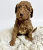 Java, a male Goldendoodle for sale in Taylorsville, NC – Photo 5 of 5
