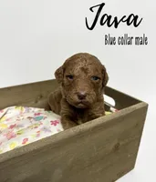 Java, a male Goldendoodle for sale in Taylorsville, NC – Photo 2 of 5