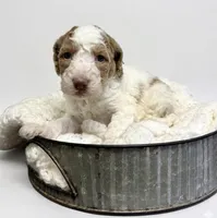 Bean, a male Goldendoodle for sale in Taylorsville, NC – Photo 3 of 4