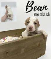 Bean, a male Goldendoodle for sale in Taylorsville, NC – Photo 4 of 4