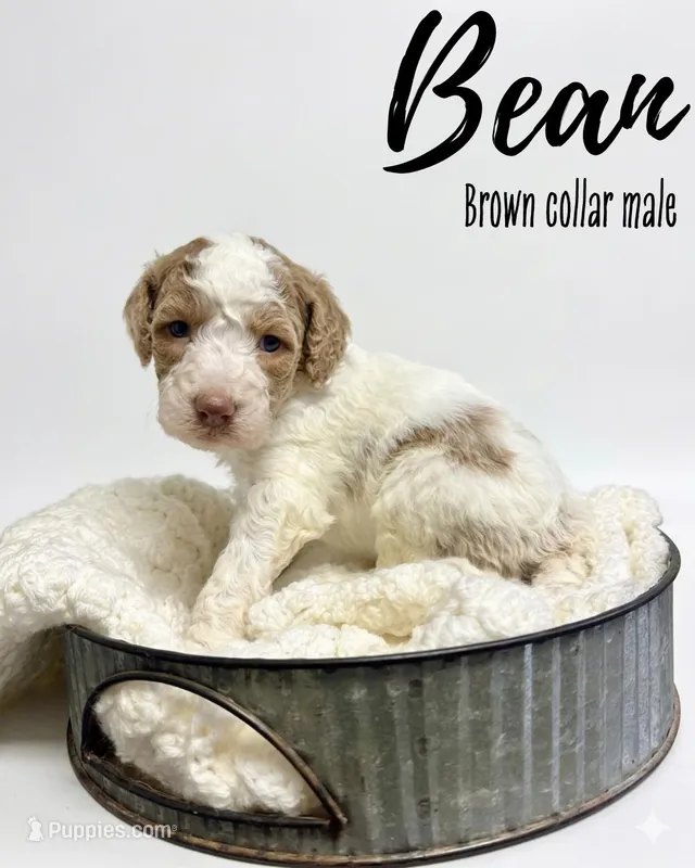 Bean – Goldendoodle puppy for sale in Taylorsville, NC