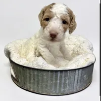 Bean, a male Goldendoodle for sale in Taylorsville, NC – Photo 2 of 4