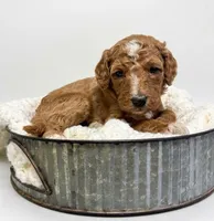 Frappe, a female Goldendoodle for sale in Taylorsville, NC – Photo 2 of 4