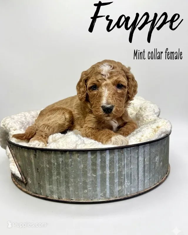Frappe – Goldendoodle puppy for sale in Taylorsville, NC