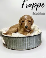 Frappe, a female Goldendoodle for sale in Taylorsville, NC – Photo 1 of 4