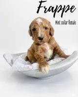 Frappe, a female Goldendoodle for sale in Taylorsville, NC – Photo 3 of 4