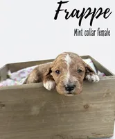 Frappe, a female Goldendoodle for sale in Taylorsville, NC – Photo 4 of 4