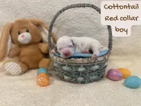 Cottontail , a male Miniature Goldendoodle for sale in Taylorsville, NC – Photo 4 of 4