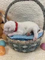 Cottontail , a male Miniature Goldendoodle for sale in Taylorsville, NC – Photo 3 of 4