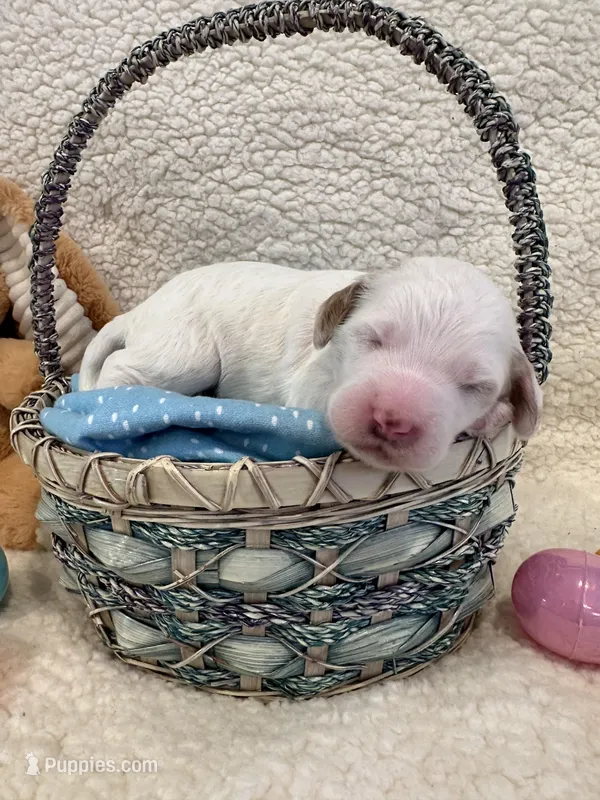 Cottontail  – Miniature Goldendoodle puppy for sale in Taylorsville, NC