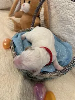 Cottontail , a male Miniature Goldendoodle for sale in Taylorsville, NC – Photo 2 of 4