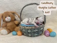 Cadbury, a female Miniature Goldendoodle for sale in Taylorsville, NC – Photo 4 of 4