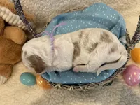 Cadbury, a female Miniature Goldendoodle for sale in Taylorsville, NC – Photo 2 of 4