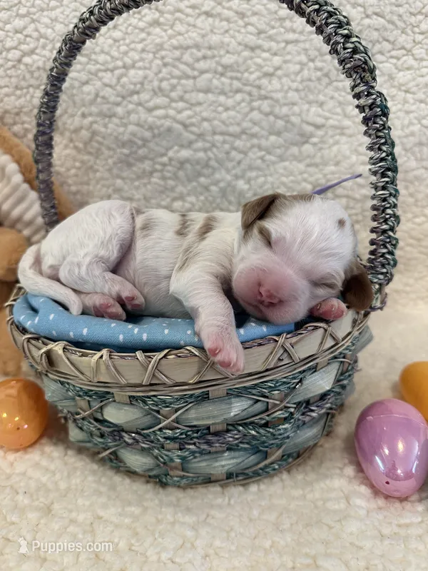 Cadbury – Miniature Goldendoodle puppy for sale in Taylorsville, NC