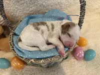Cadbury, a female Miniature Goldendoodle for sale in Taylorsville, NC – Photo 3 of 4
