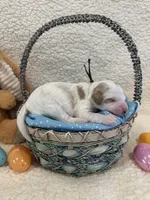 Hopper, a male Miniature Goldendoodle for sale in Taylorsville, NC – Photo 2 of 6