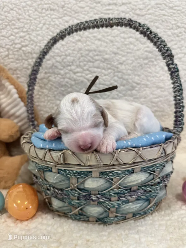 Hopper – Miniature Goldendoodle puppy for sale in Taylorsville, NC