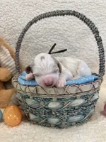 Hopper, a male Miniature Goldendoodle for sale in Taylorsville, NC – Photo 1 of 6