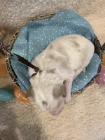 Hopper, a male Miniature Goldendoodle for sale in Taylorsville, NC – Photo 3 of 6