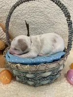 Hopper, a male Miniature Goldendoodle for sale in Taylorsville, NC – Photo 4 of 6