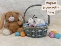 Hopper, a male Miniature Goldendoodle for sale in Taylorsville, NC – Photo 6 of 6