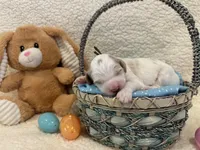 Hopper, a male Miniature Goldendoodle for sale in Taylorsville, NC – Photo 5 of 6