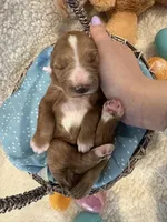 Jelly bean , a female Miniature Goldendoodle for sale in Taylorsville, NC – Photo 2 of 3