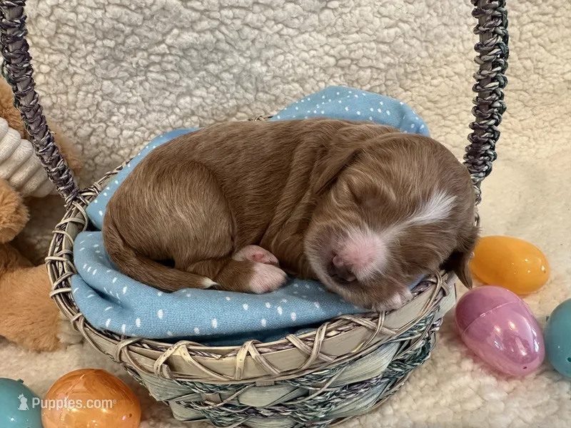 Jelly bean  – Miniature Goldendoodle puppy for sale in Taylorsville, NC