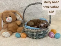 Jelly bean , a female Miniature Goldendoodle for sale in Taylorsville, NC – Photo 3 of 3