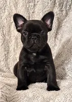 Black Brindle Boy, a male French Bulldog for sale in Hayden, ID – 3 of 6