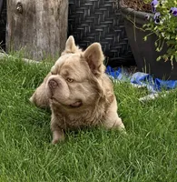 King Julian - Stud Service, a male French Bulldog for sale in Hayden, ID – 7 of 8