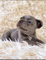 Tiny Boy, a male French Bulldog for sale in Hayden, ID – 6 of 8