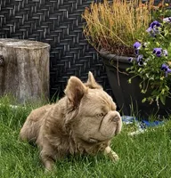 King Julian - Stud Service, a male French Bulldog for sale in Hayden, ID – 3 of 8