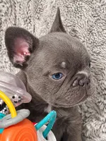 Tiny Boy, a male French Bulldog for sale in Hayden, ID – 3 of 8