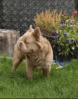 King Julian - Stud Service, a male French Bulldog for sale in Hayden, ID – 8 of 8
