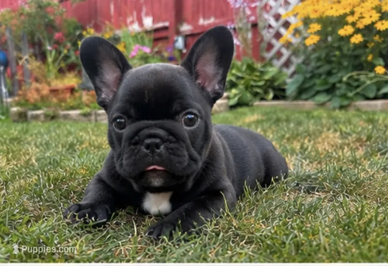 Onyx – French Bulldog puppy for sale in Hayden, ID