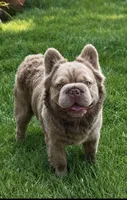 King Julian - Stud Service, a male French Bulldog for sale in Hayden, ID – 2 of 8