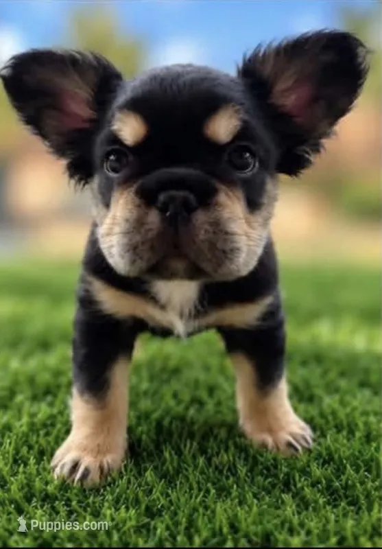 Bella – French Bulldog puppy for sale in Hayden, ID