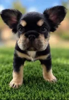Bella, a female French Bulldog for sale in Hayden, ID – 1 of 4