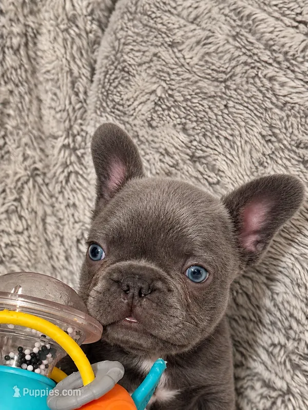 Tiny Boy – French Bulldog puppy for sale in Hayden, ID