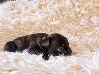 Black Brindle Boy, a male French Bulldog for sale in Hayden, ID – 6 of 6