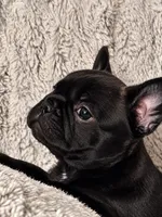 Black Brindle Boy, a male French Bulldog for sale in Hayden, ID – 4 of 6