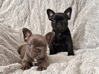 Tiny Boy, a male French Bulldog for sale in Hayden, ID – 5 of 8